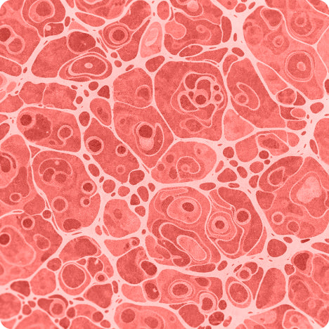 Lipoprotein (a)
